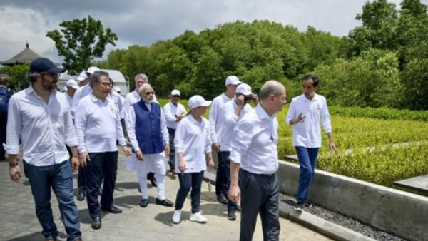 वातावरण को शुद्ध रखते हैं मैंग्रोव वन
