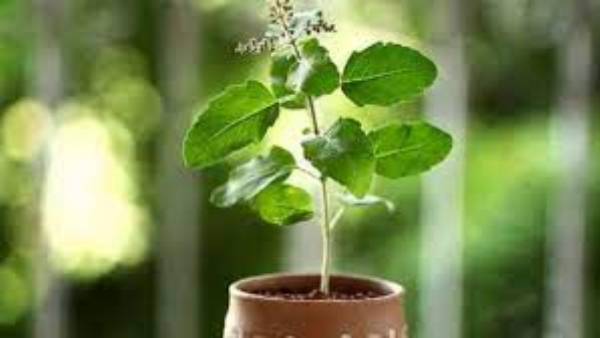 Tulsi: Tulsi:
