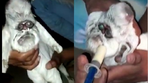 इंसानी शक्ल जैसे मेमने को देखने जुट रही भीड़