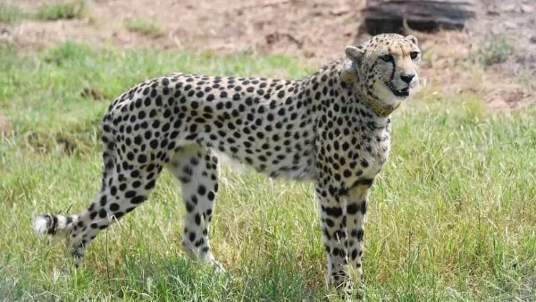 कूनो पार्क में रह सकते हैं अधिकतम 21 चीते