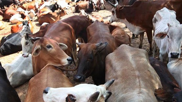 सर्जरी के बाद गाय ने हाथ चाटकर जताया आभार