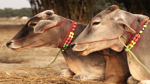 डॉ. नटराजकुमार के निर्देशन में हुई सर्जरी