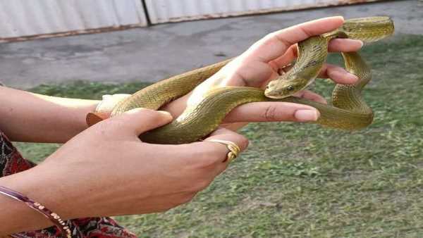 ग्रीन कीलबैक प्रजाति के सर्प को टीम ने किया रेस्क्यू