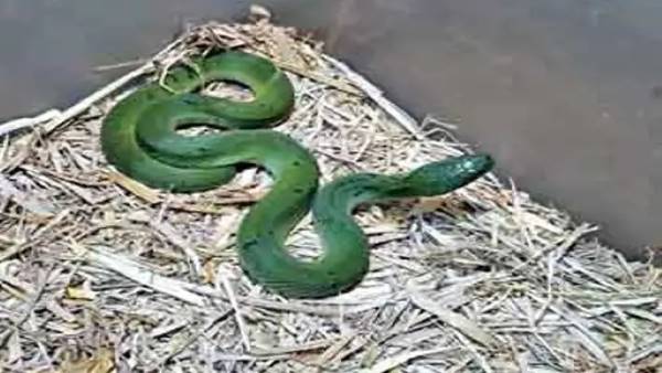 किरंदुल के मनोज ने 8 ग्रीन कीलबैक किया रेस्क्यू