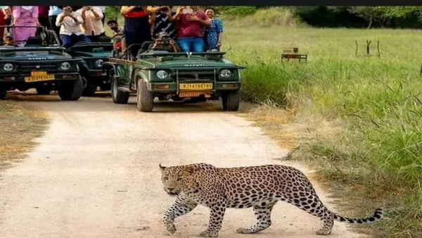 jaipur laipard jaipur laipard