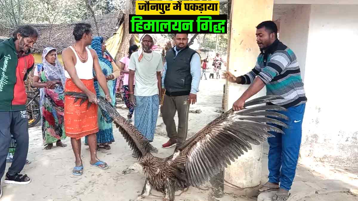 Jaunpur News हिमालय से भटककर जौनपुर पहुंचा गिद्ध, बड़ी चोंच और पंख देखकर चौंक गए लोग Video