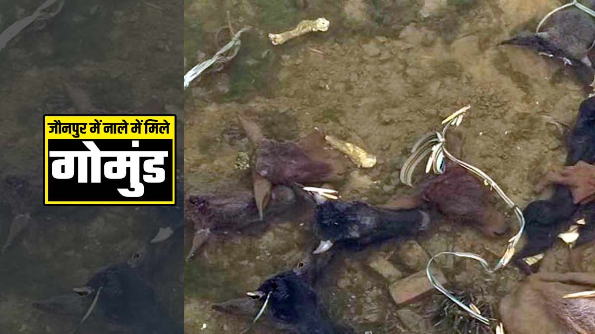 Jaunpur News नाले में फेंके मिले गोमुंड, अज्ञात के खिलाफ मामला दर्ज कर पुलिस कर रही जांच