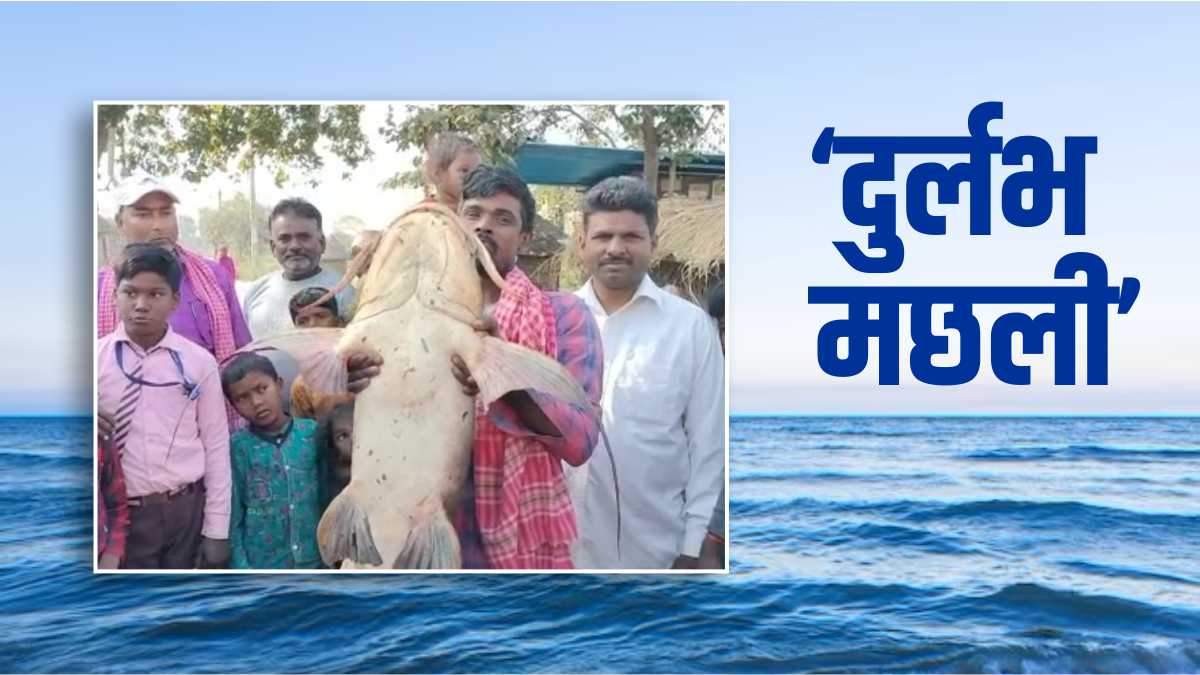 Catfish In Bihar मछुआरे के जाल में फंसी 35 किलो की दुर्लभ मछली, लंबाई जानकर हैरान रह जाएंगे आप