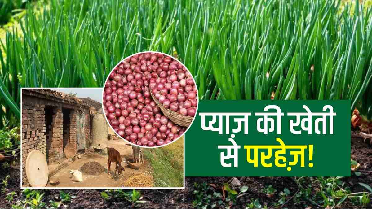 Bihar के 12 गांवों में प्याज़ की खेती नहीं करते हैं ग्रामीण, सदियों से