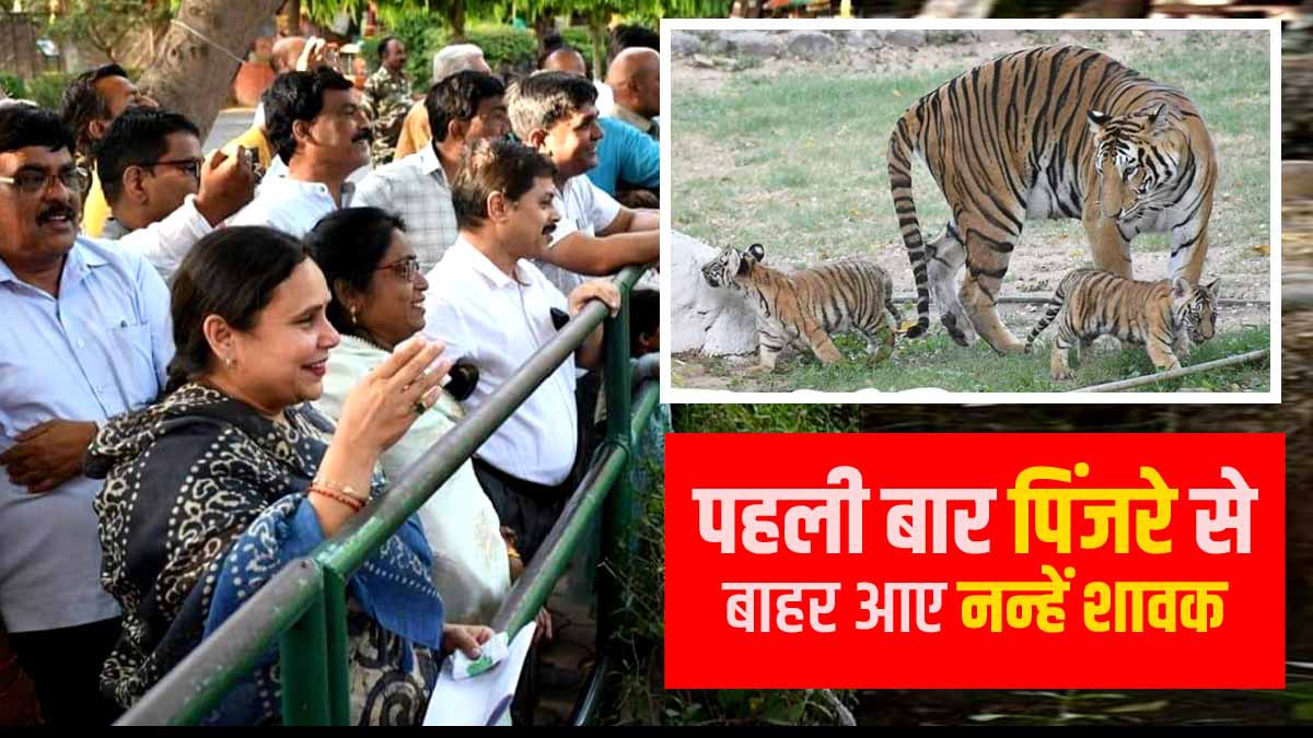 Gwalior Zoo 42 दिन बाद पिंजरे से निकले दो शावक, मां के साथ उछलता देख