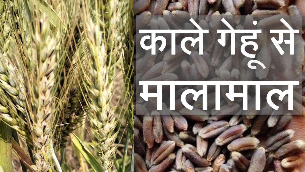 Black Wheat नॉर्मल गेहूं से चार गुना महंगा, किसान मालामाल, जानिए वर्धा