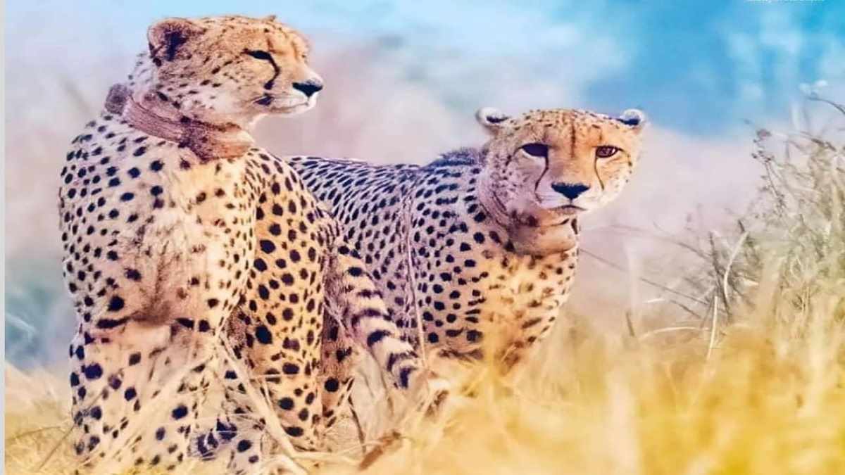 Cheetah Died कूनो नेशनल पार्क में एक और चीता की मौत Another Cheetah