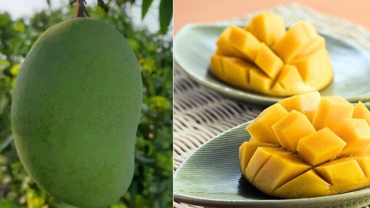 अपने स्वाद के लिए दुनियाभर में मशहूर है लंगड़ा आम, जानिये कैसे पड़ा ये