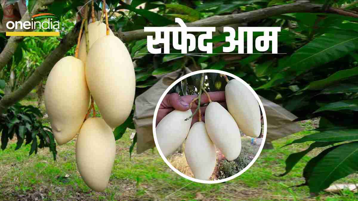 White Mango: सेहत का खजाना है सफेद आम, खतरनाक बीमारियों का करता है जड़ ...