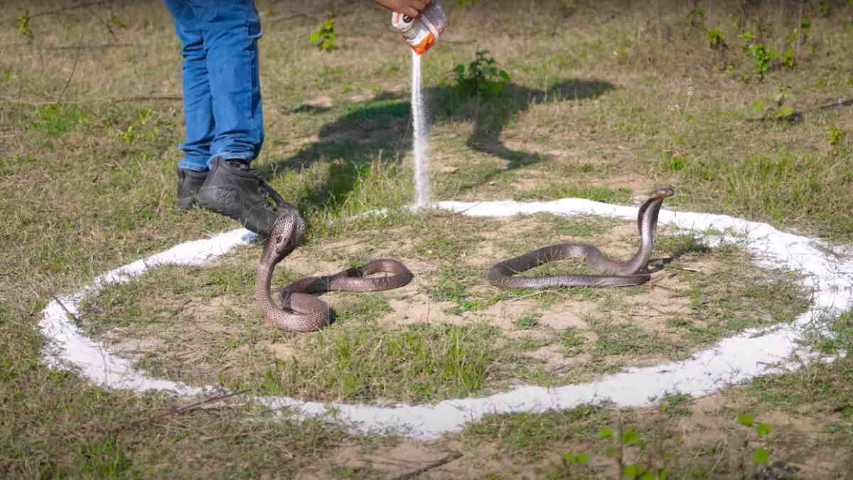 VIDEO सांप नमक का घेरा पार कर पाते हैं या नहीं? मिला दशकों पुराने सवाल