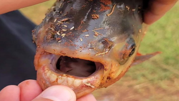 the-fisherman-found-a-strange-animal-people-were-also-surprised-to-see-human-like-teeth