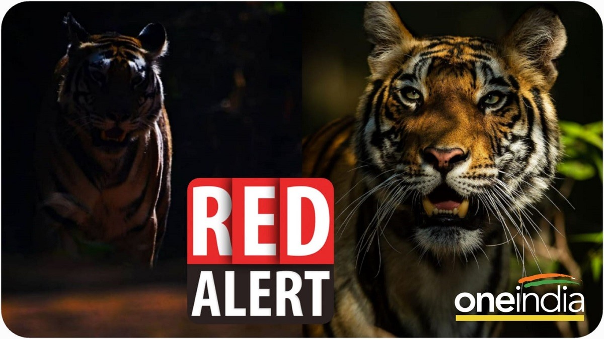 Tiger Reserve On Red Alert: खतरे में ' वनराज', देश के 11 टाइगर रिजर्व ...
