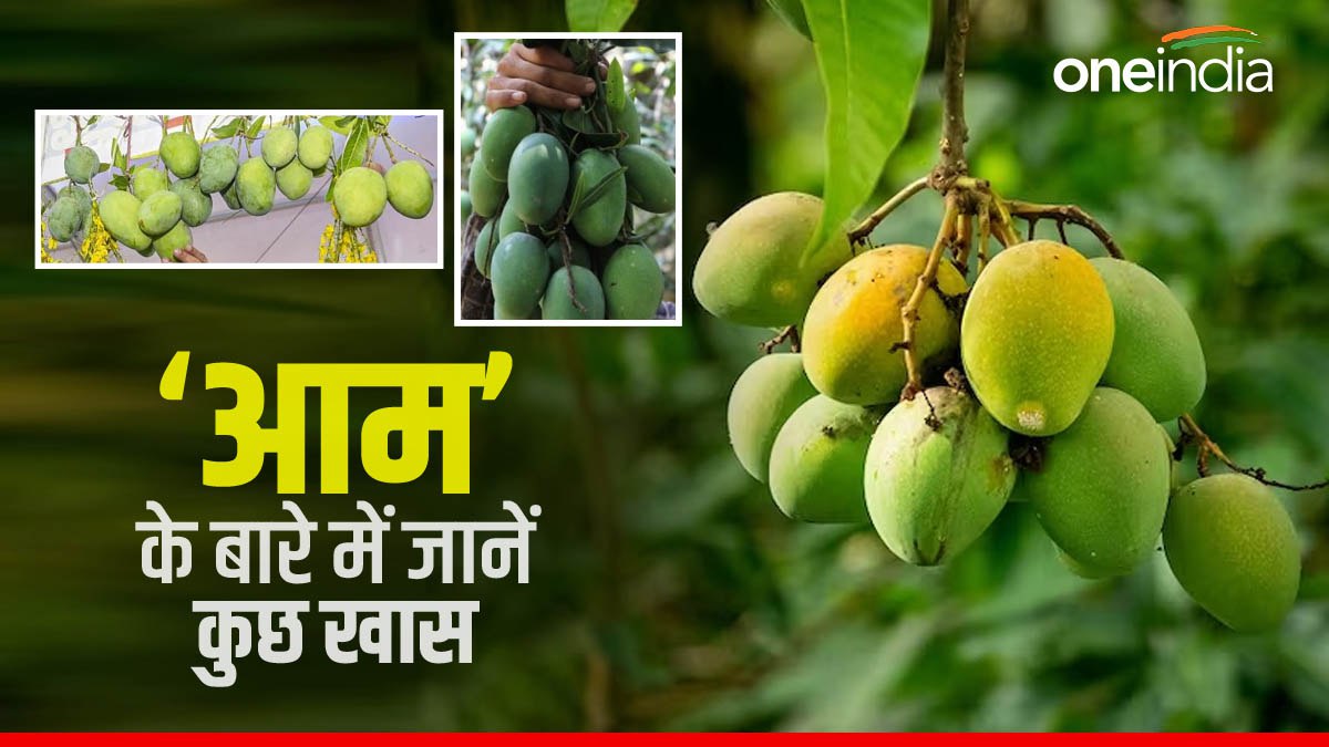 भारत के बाद सबसे ज्‍यादा कहां पैदा होता है आम, जानें कौन सा है दुनिया