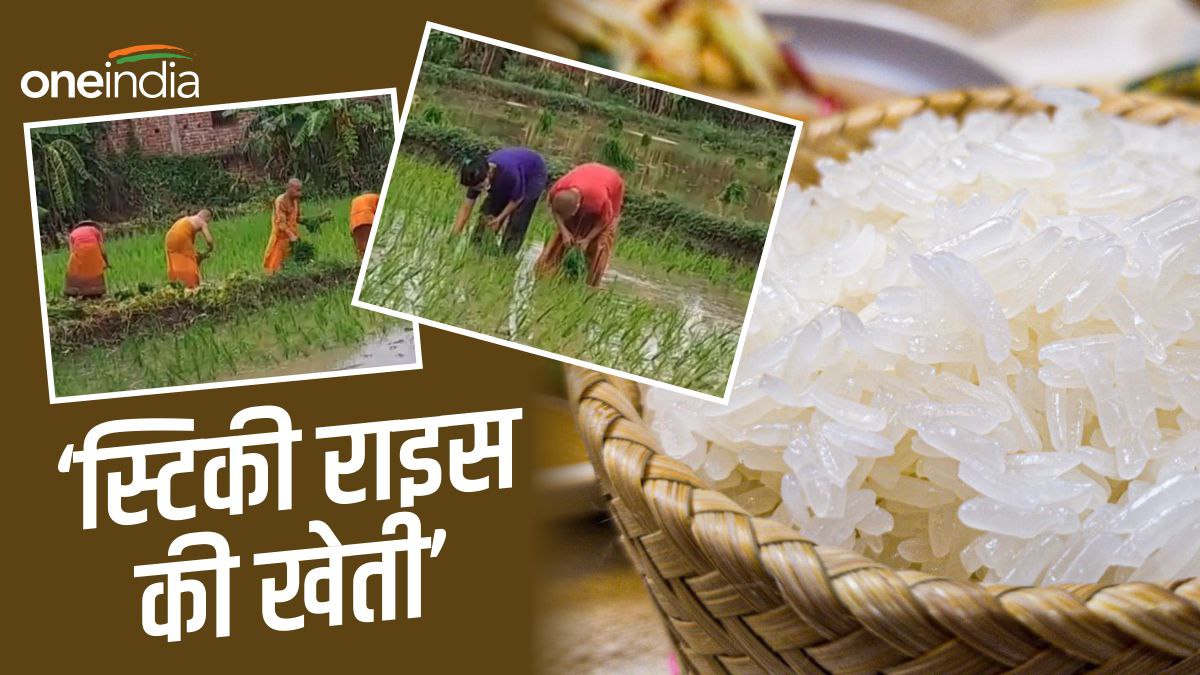 बिहार के इस ज़िले में पहली बार हो रही Sticky Rice की खेती, जानिए क्या