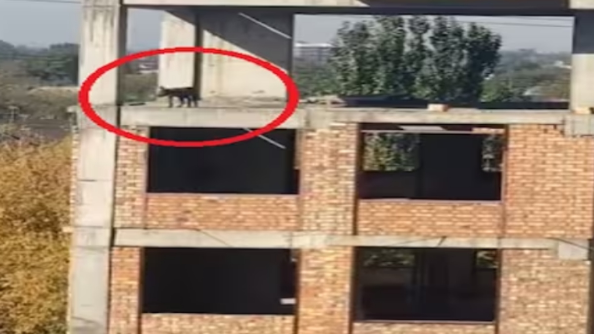 कुत्ते ने की आत्महत्या की कोशिश! ऊंची बिल्डिंग के चौथे माले से कूदा और