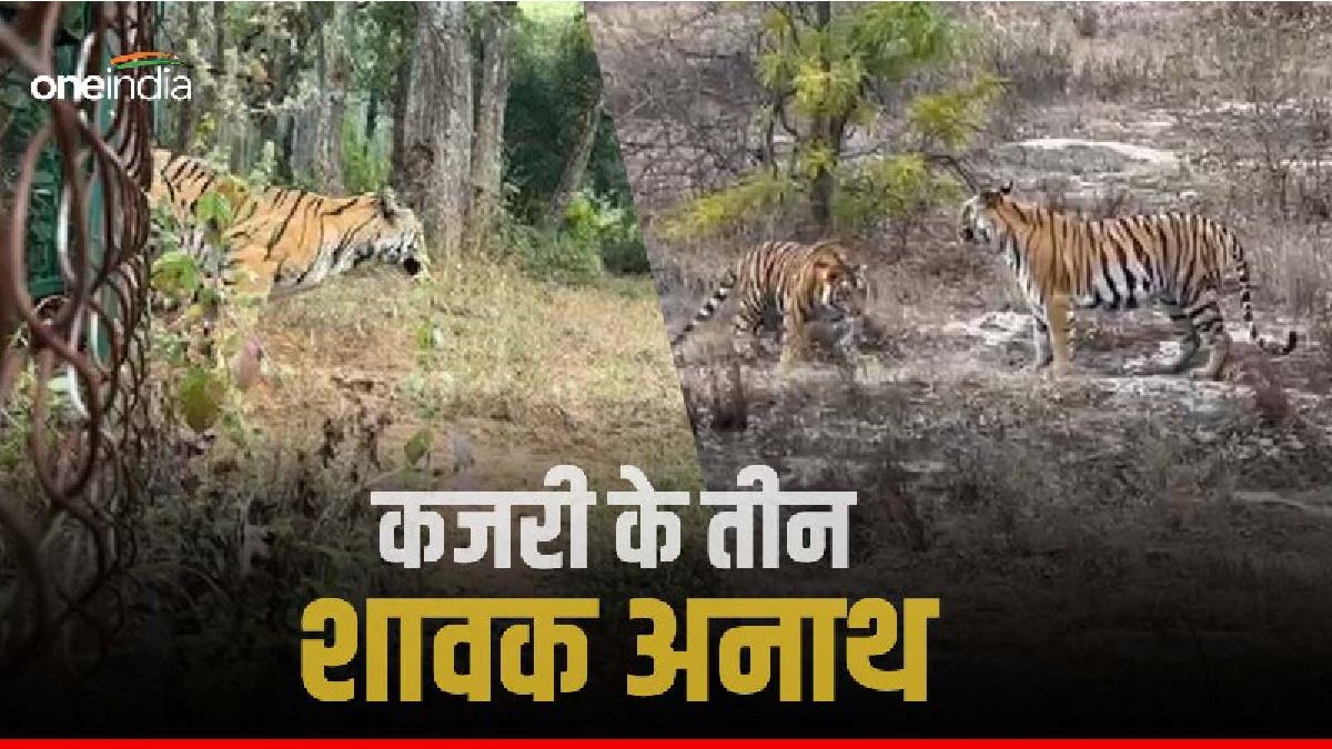 Video बांधवगढ़ टाइगर रिजर्व की पसंदीदा बाघिन कजरी अब नही आएगी नजर, बिना मां के घूम रहे तीनों