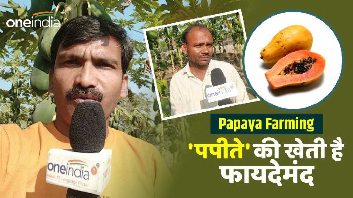 Papaya Farming Kushinagar के इस किसान ने की पहली बार पपीते की खेती