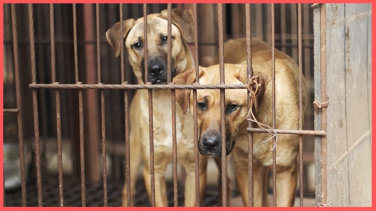 Dog Meat Ban क्या चीन में भी बैन होगा डॉग मीट? Dog Meat Ban Will dog meat be banned in China