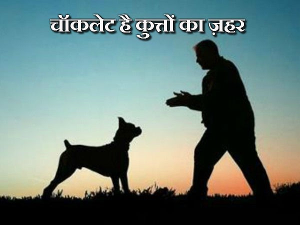 Chocolate is poison for dogs