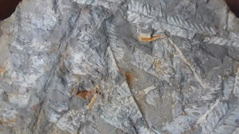 लीफ़ इंप्रेशन लीफ़ इंप्रेशन