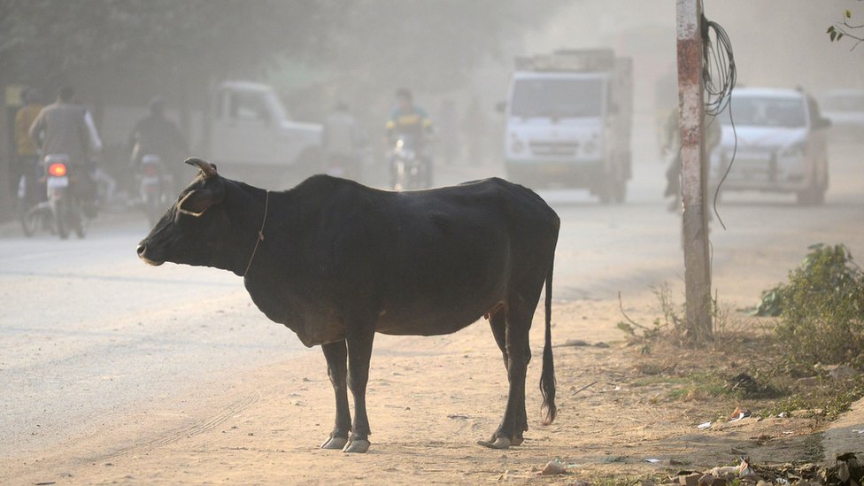 गाय गाय