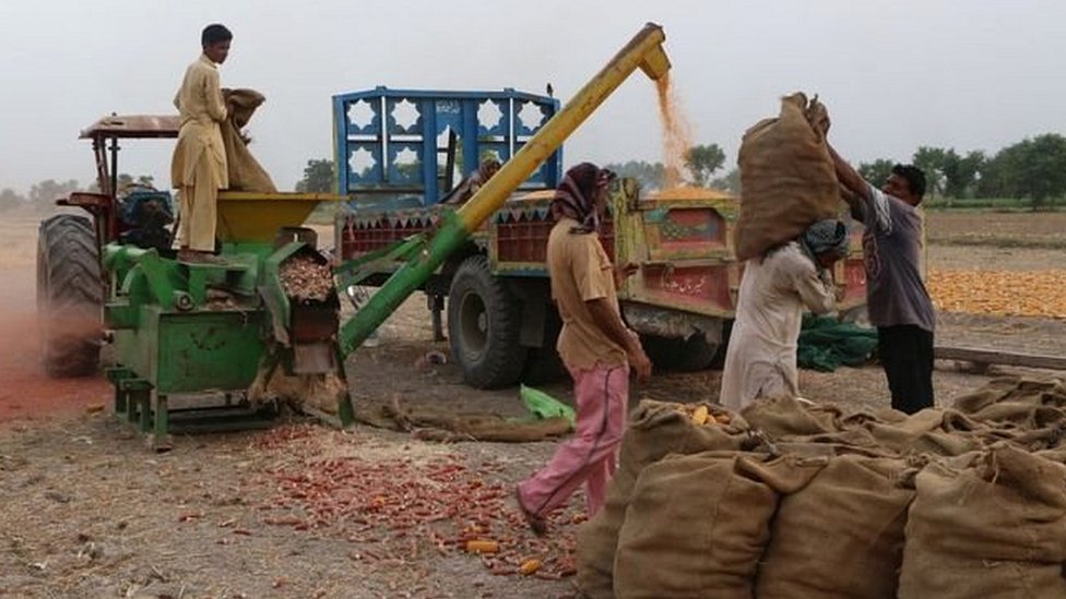 पाकिस्तानी किसान पाकिस्तानी किसान