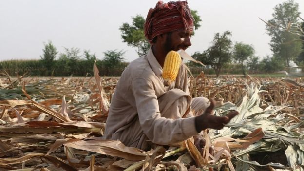 पाकिस्तानी किसान पाकिस्तानी किसान