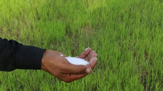 पाकिस्तानी किसान पाकिस्तानी किसान