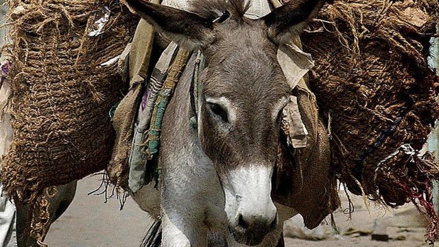गधा, सांकेतिक तस्वीर गधा, सांकेतिक तस्वीर