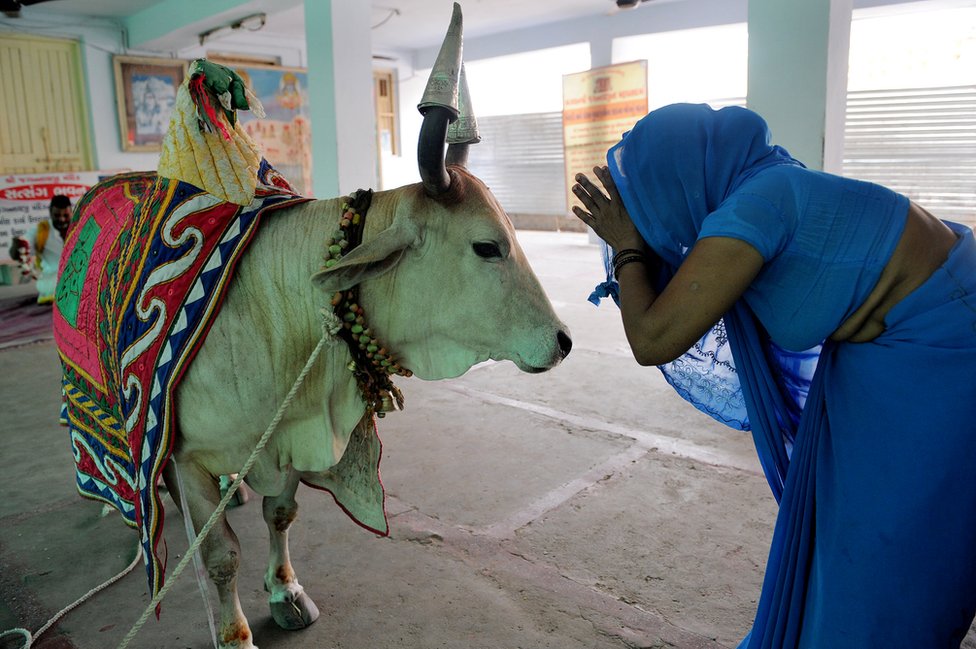 गाय गाय