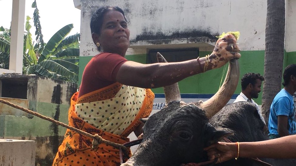 जल्लीकट्टु का बैल जल्लीकट्टु का बैल