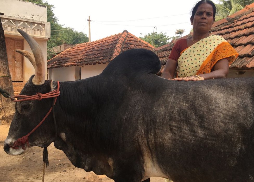जल्लीकट्टु का बैल जल्लीकट्टु का बैल
