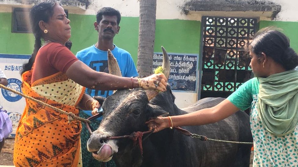 जल्लीकट्टु का बैल जल्लीकट्टु का बैल