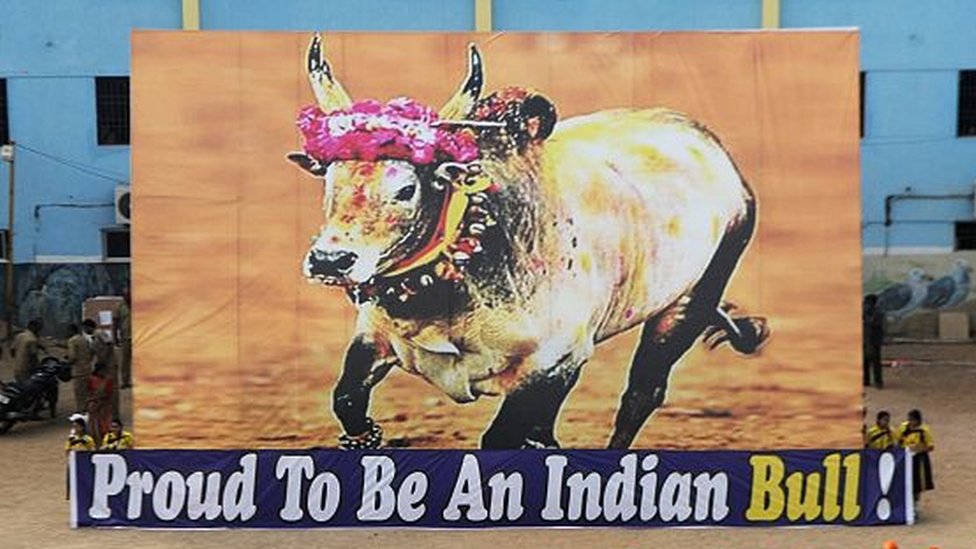 जल्लीकट्टु का बैल जल्लीकट्टु का बैल
