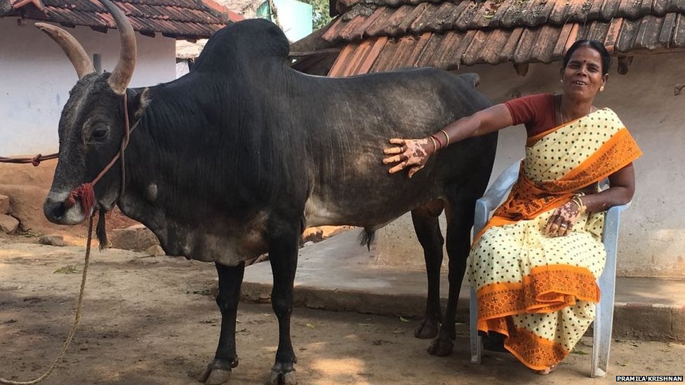 जल्लीकट्टु का बैल जल्लीकट्टु का बैल