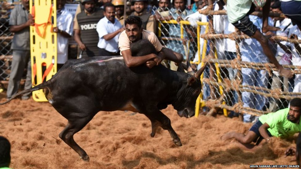 जल्लीकट्टु का बैल जल्लीकट्टु का बैल