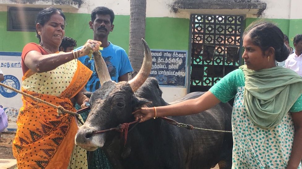 जल्लीकट्टु का बैल जल्लीकट्टु का बैल