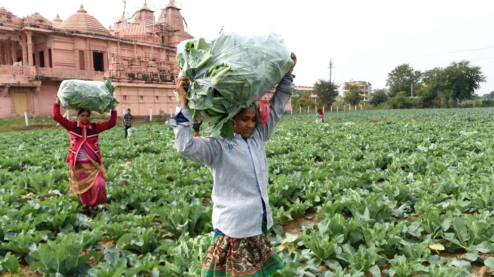 किसान किसान