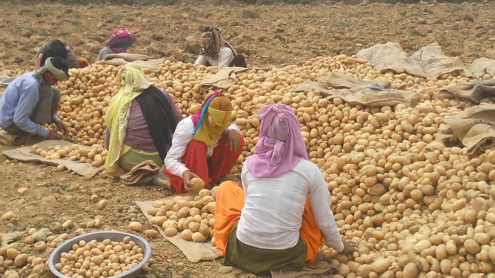 आलू किसान आलू किसान