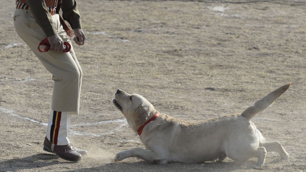 कुत्ते कुत्ते