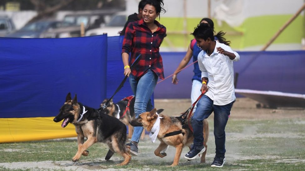 कुत्ते कुत्ते