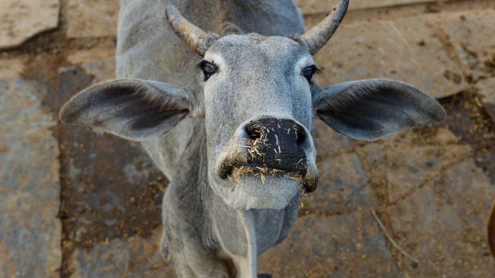 गाय गाय