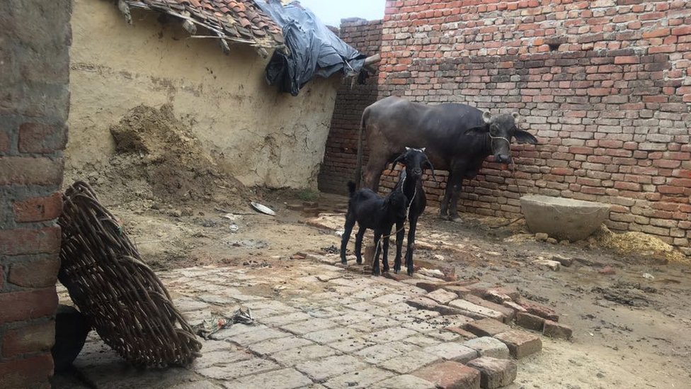 बहराइच-बलात्कार-डीएनए बहराइच-बलात्कार-डीएनए
