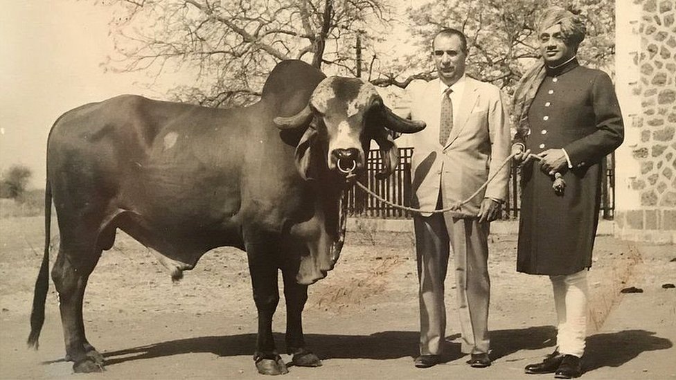 सांड़ सांड़