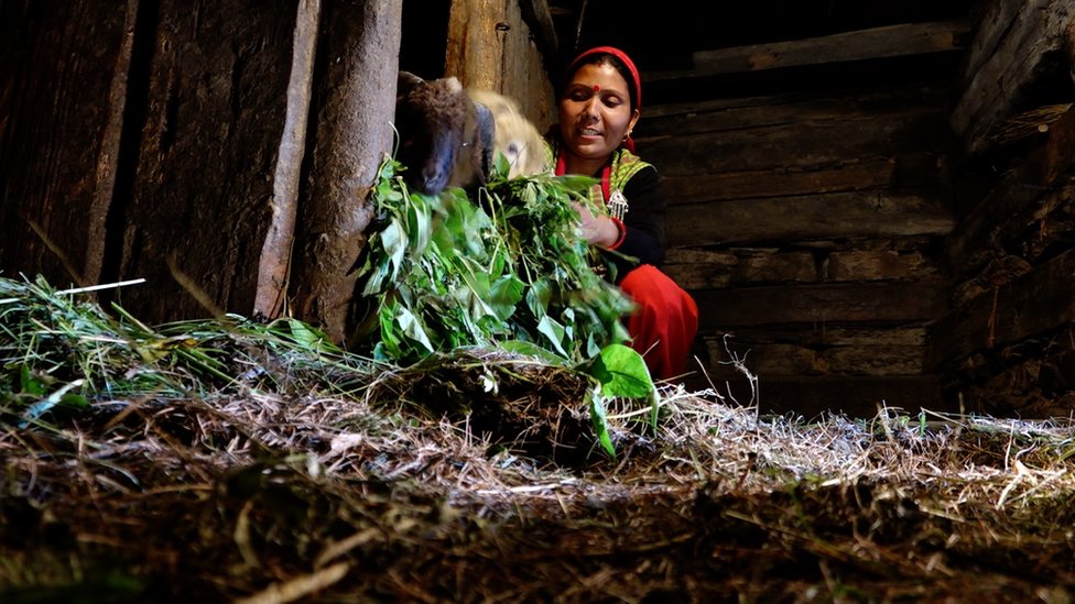 kullu- bimla devi kullu- bimla devi